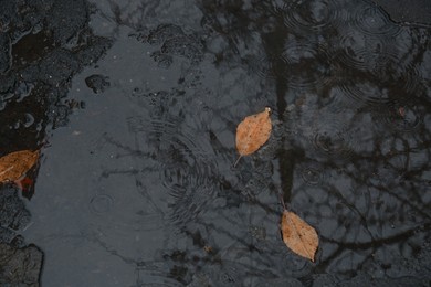 Puddle of water with fallen leaves on rainy autumn day, top view