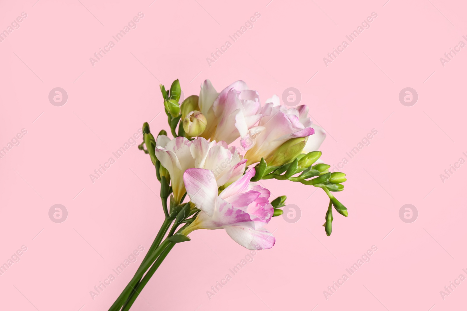 Photo of Beautiful tender freesia flowers on pink background