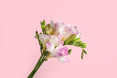 Photo of Beautiful tender freesia flowers on pink background