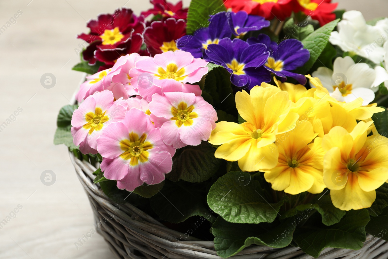 Photo of Primrose Primula Vulgaris flowers on grey background, closeup. Spring season