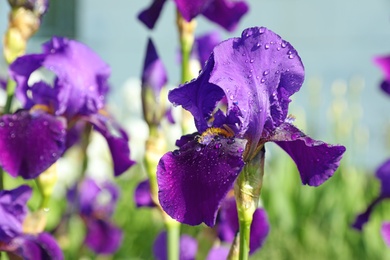 Beautiful iris flowers in garden on rainy summer day