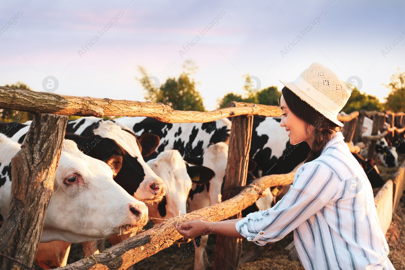 Photo of Young woman feeding cows with hay on farm. Animal husbandry