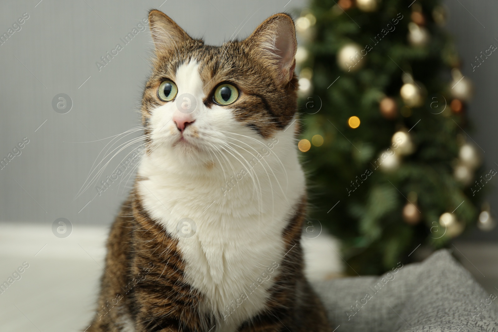 Photo of Cute cat at home, closeup. Lovely pet