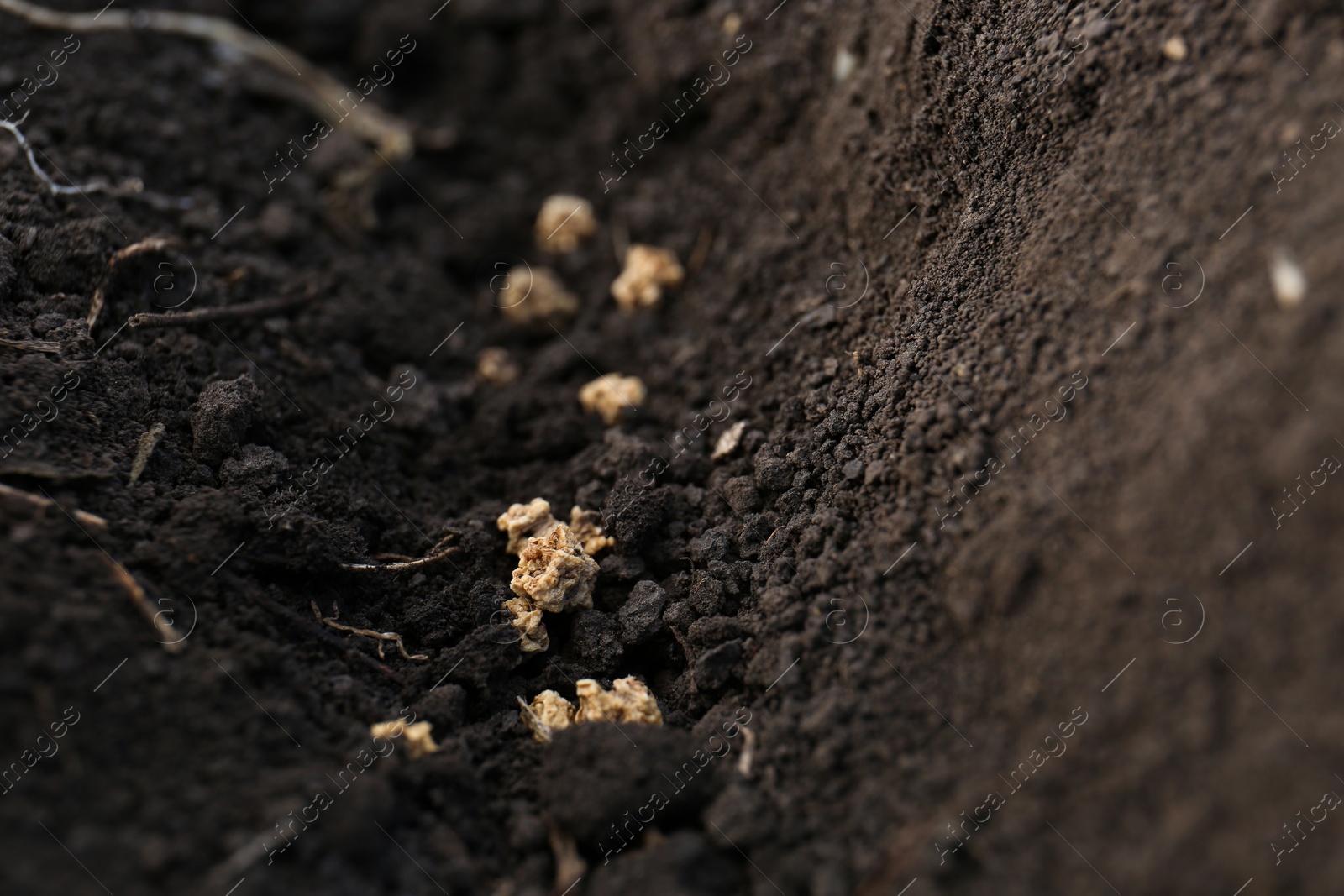 Photo of Beet seeds in fertile soil, closeup. Vegetables growing