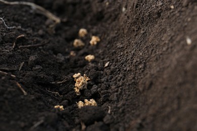 Beet seeds in fertile soil, closeup. Vegetables growing