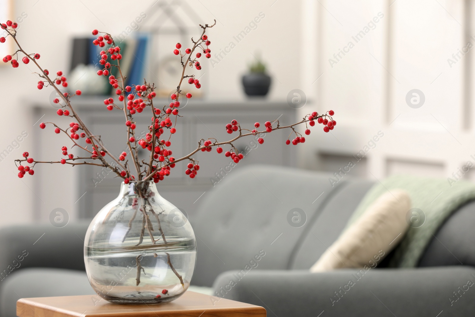 Photo of Hawthorn branches with red berries on wooden table in living room, space for text
