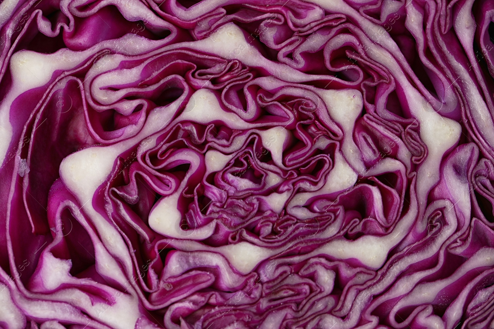 Photo of Cut red cabbage as background, closeup view