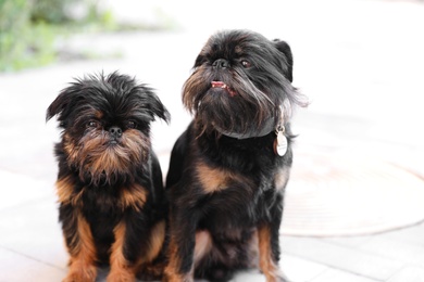 Photo of Adorable Brussels Griffon dogs sitting together outdoors
