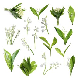 Image of Set of beautiful lily of the valley flowers with green leaves on white background