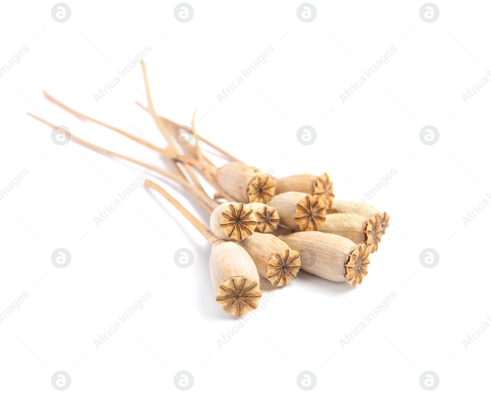 Photo of Dry poppy heads with seeds on white background