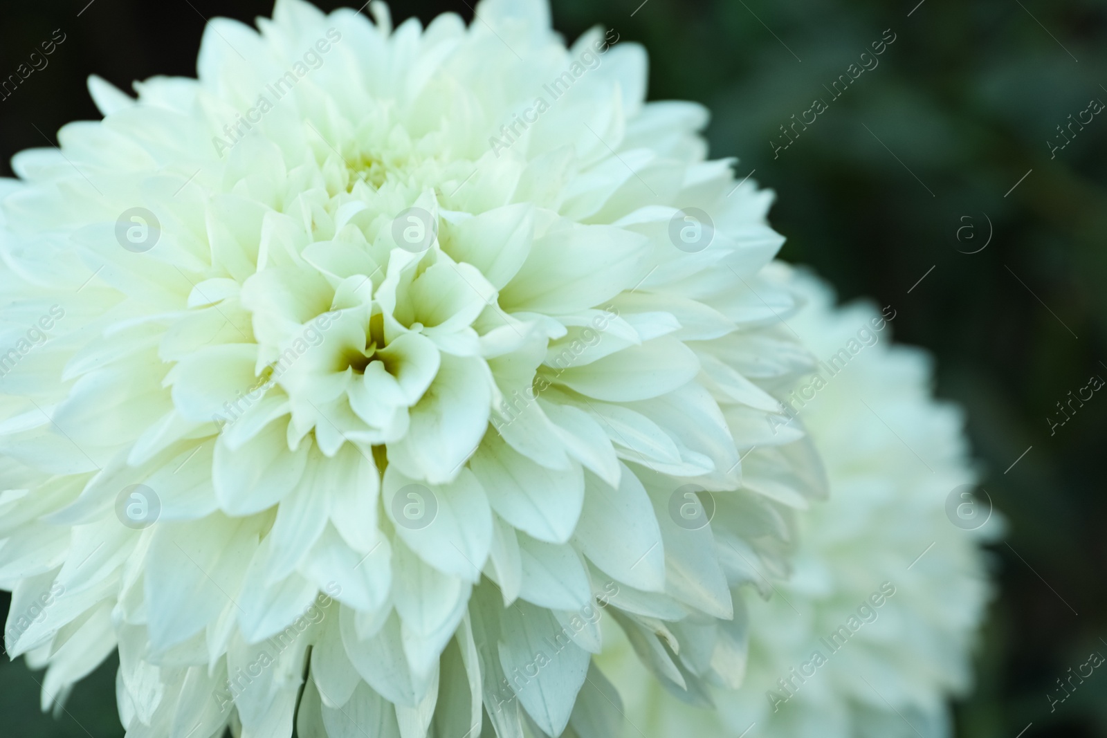 Photo of Beautiful blooming white dahlia flowers in green garden, closeup