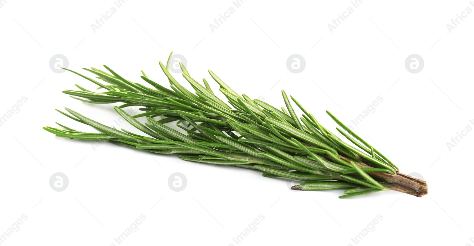 Photo of Fresh green rosemary isolated on white. Aromatic herb