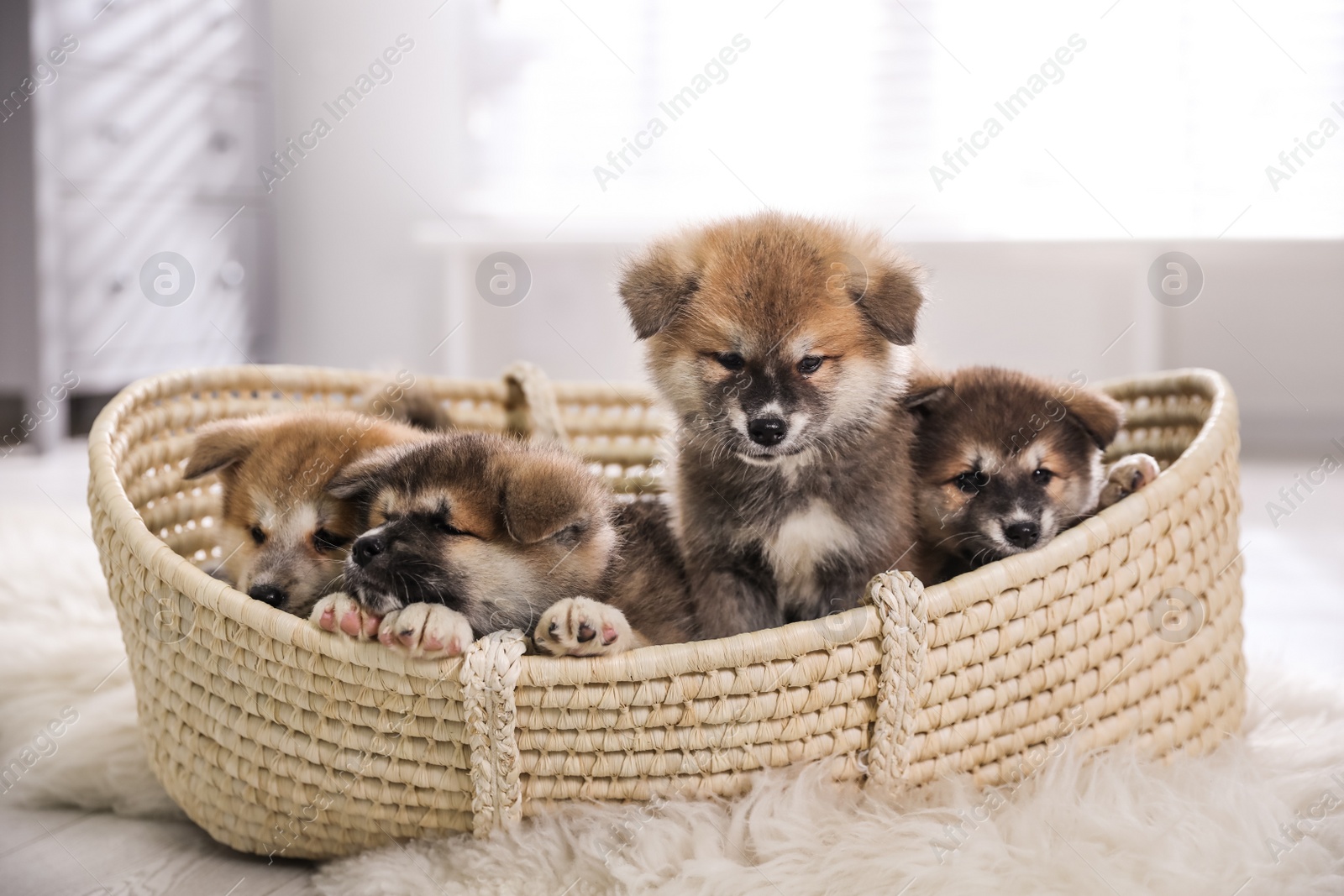 Photo of Adorable Akita Inu puppies in dog bed indoors