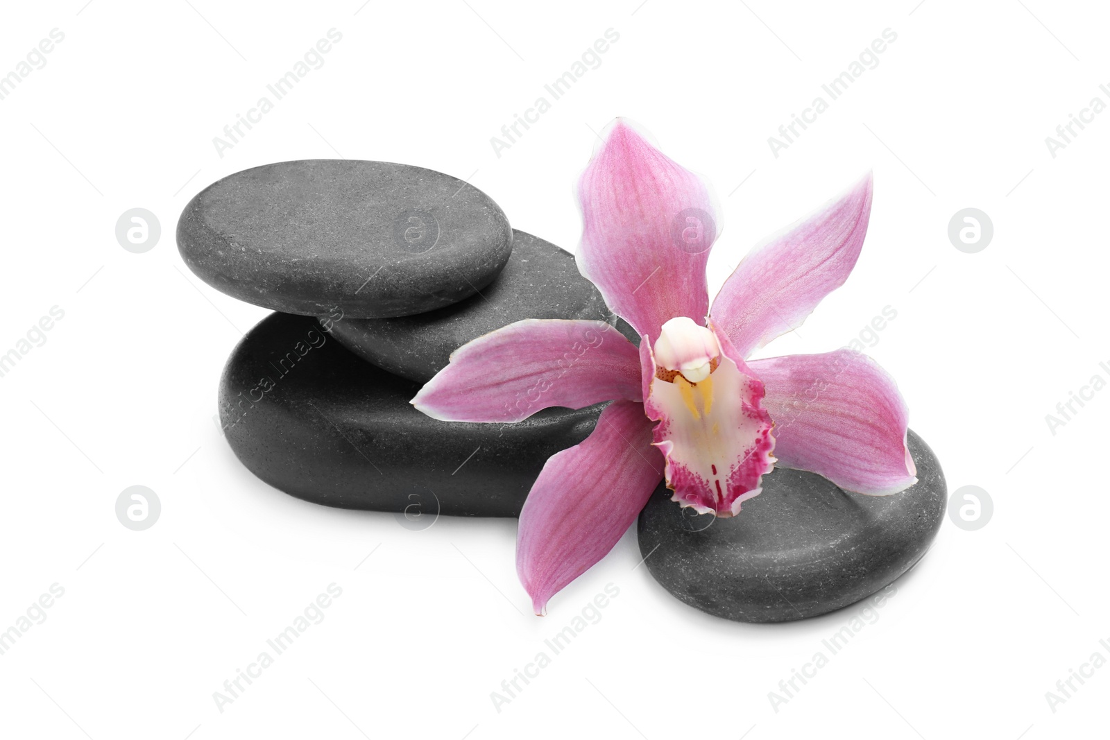 Photo of Beautiful orchid flower and spa stones on white background