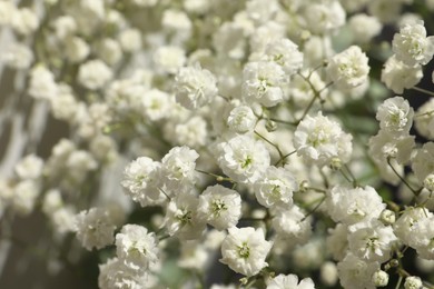 Photo of Closeup view of beautiful white gypsophila plant