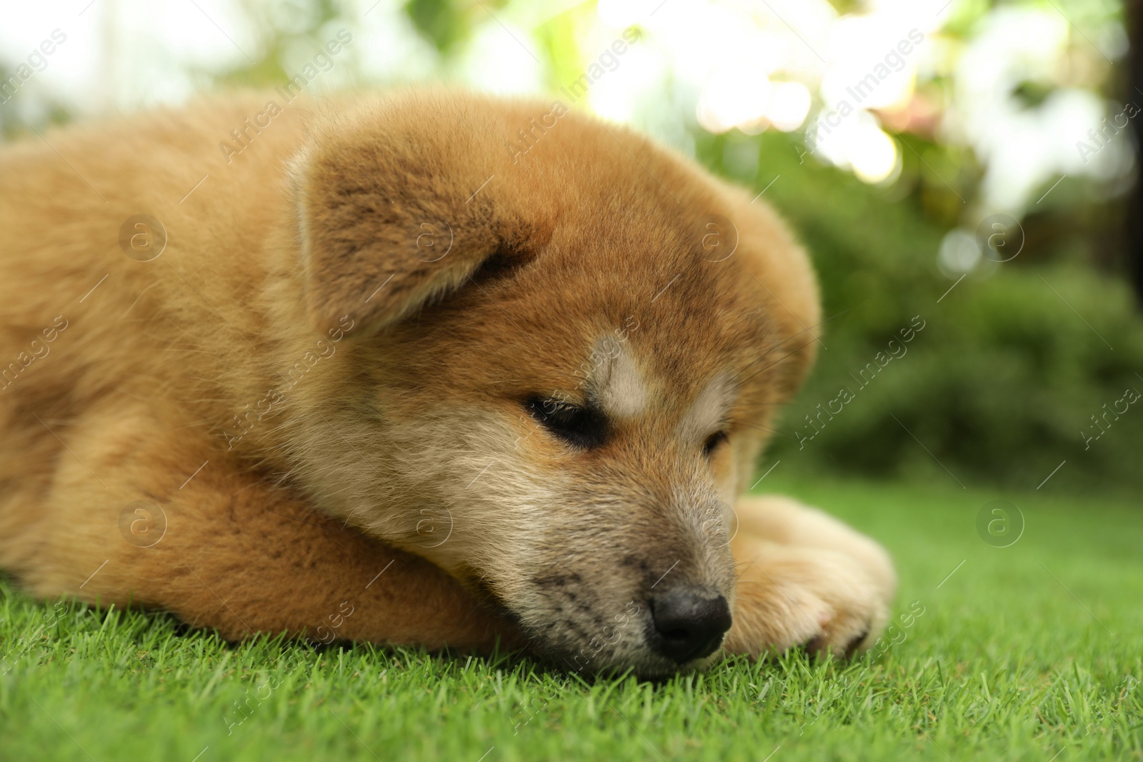 Photo of Cute Akita Inu puppy on green grass outdoors. Baby animal