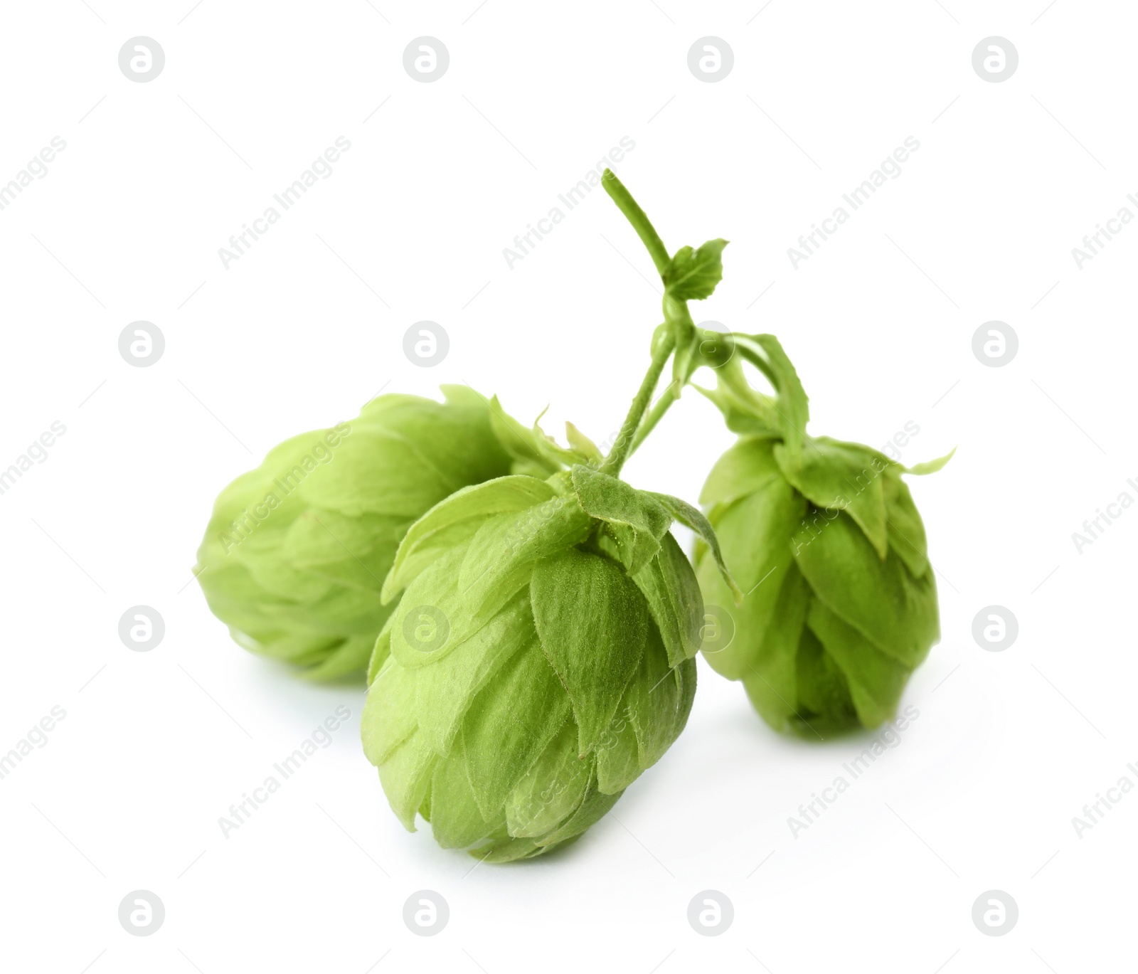 Photo of Fresh green hops on white background. Beer production