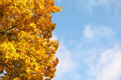 Photo of Beautiful tree with golden leaves and blue sky, bottom view. Autumn season