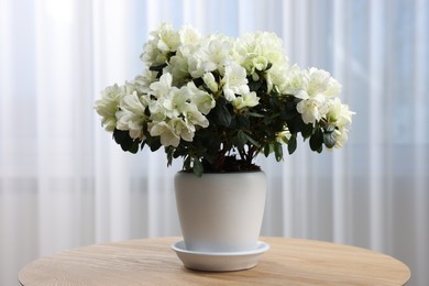 Photo of Beautiful azalea flowers in pot on wooden table indoors