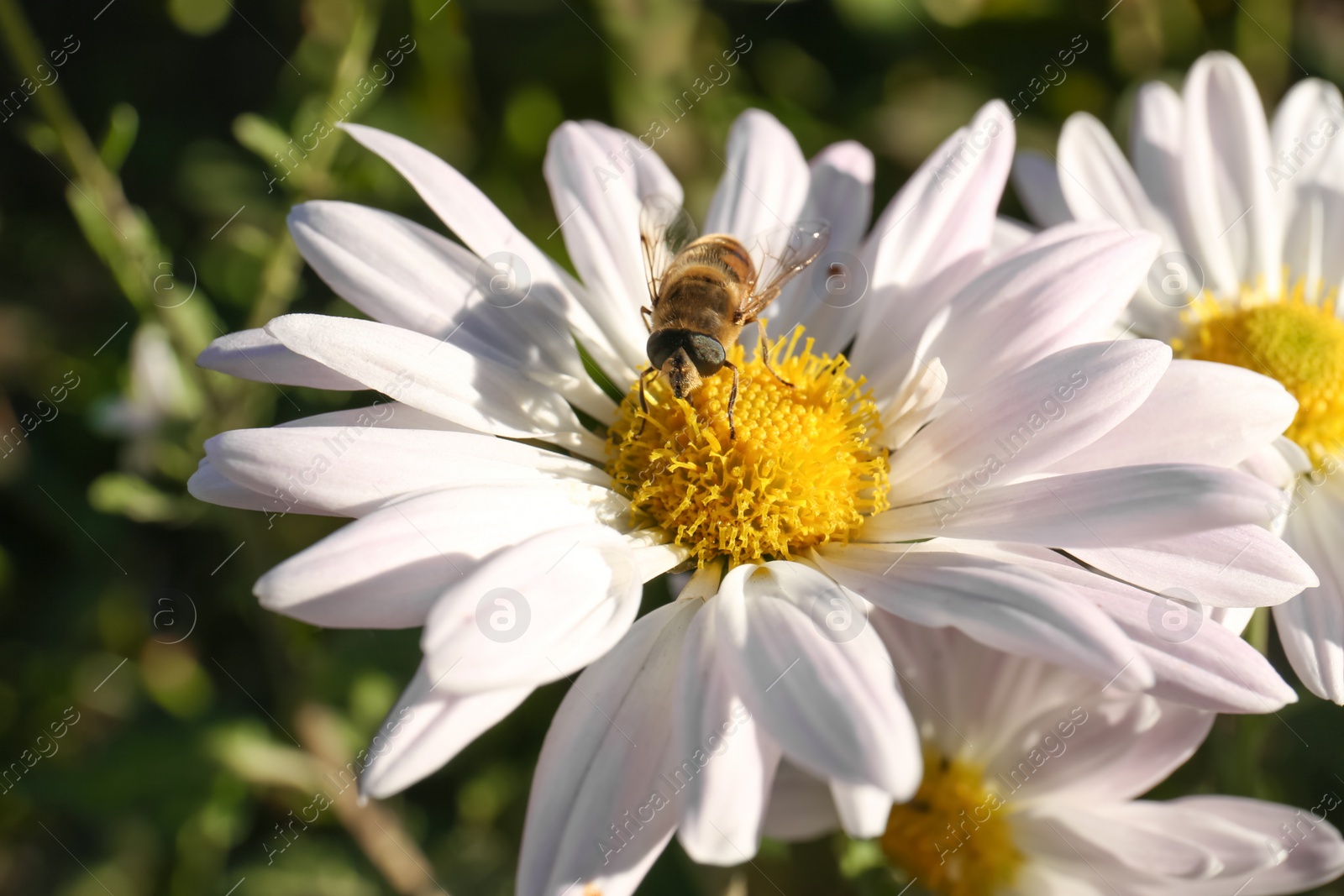Photo of Insect on beautiful chamomile flower outdoors, closeup