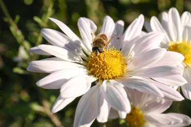 Insect on beautiful chamomile flower outdoors, closeup