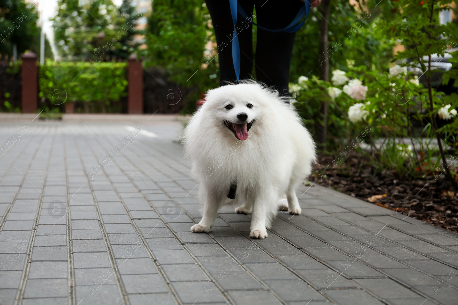 Photo of Woman walking with cute fluffy Japanese spitz on city street, closeup