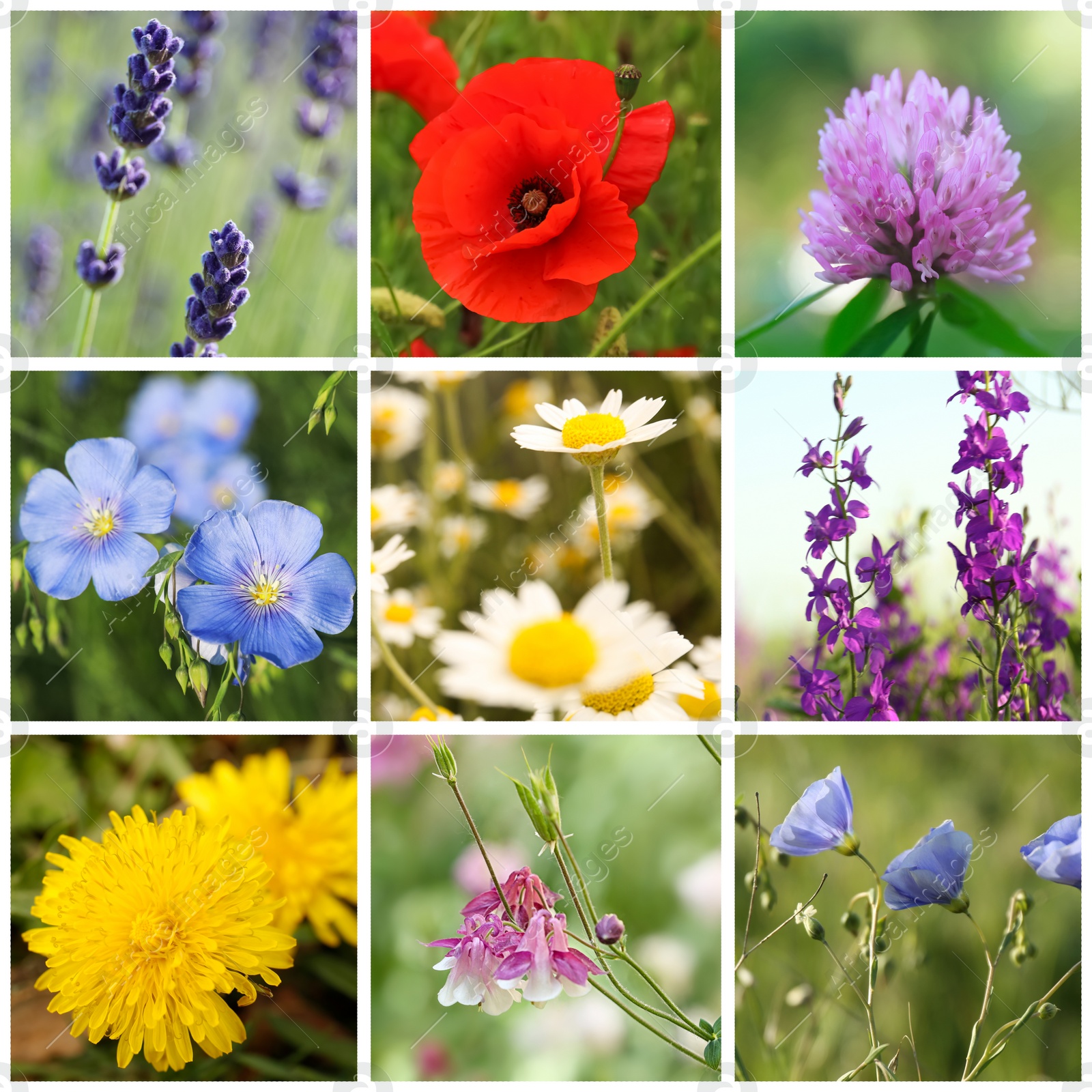 Image of Collage with photos of different beautiful wild flowers