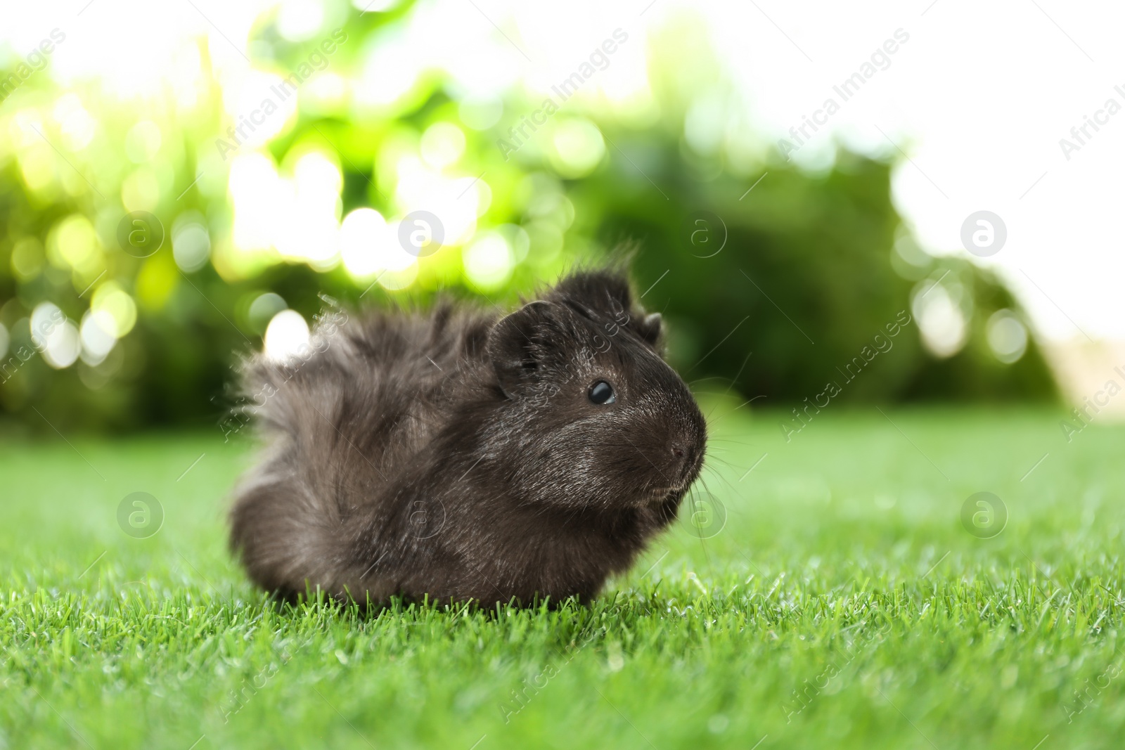 Photo of Cute guinea pig on green grass in park