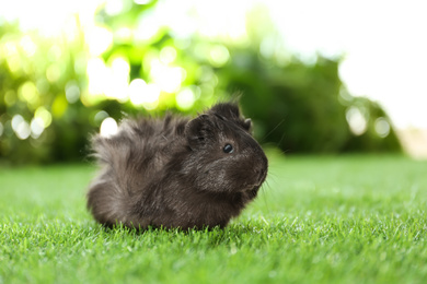 Photo of Cute guinea pig on green grass in park