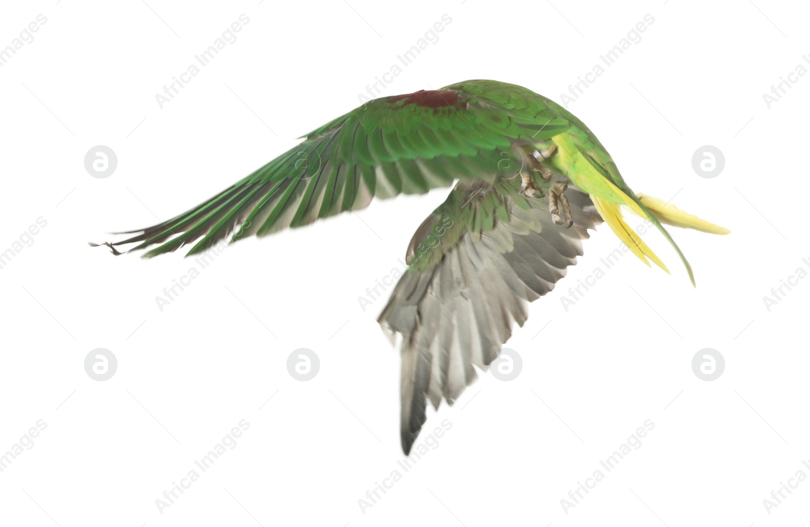 Photo of Beautiful Alexandrine parakeet flying isolated on white