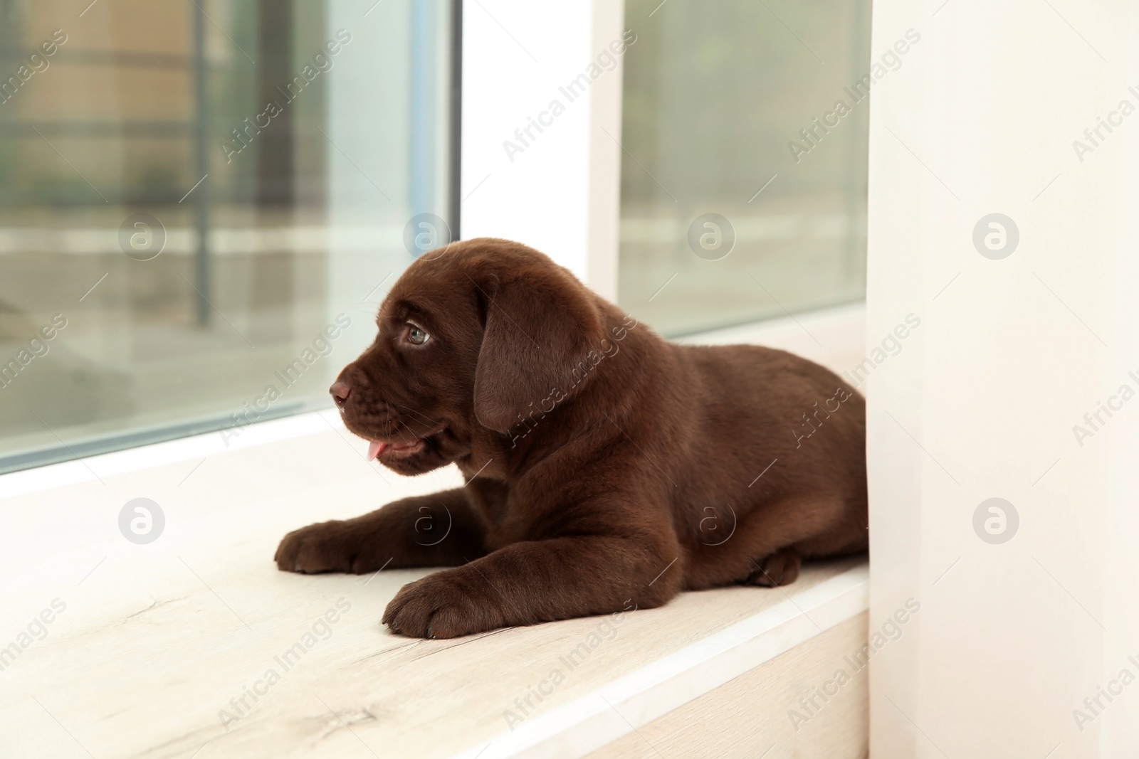 Photo of Chocolate Labrador Retriever puppy on window sill