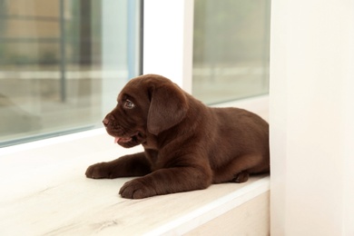 Chocolate Labrador Retriever puppy on window sill