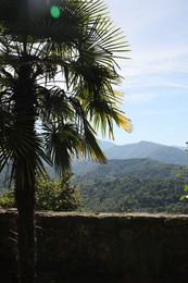 Beautiful view of palm tree and mountain forest on sunny day, space for text