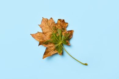 Dry autumn leaf on light blue background, top view
