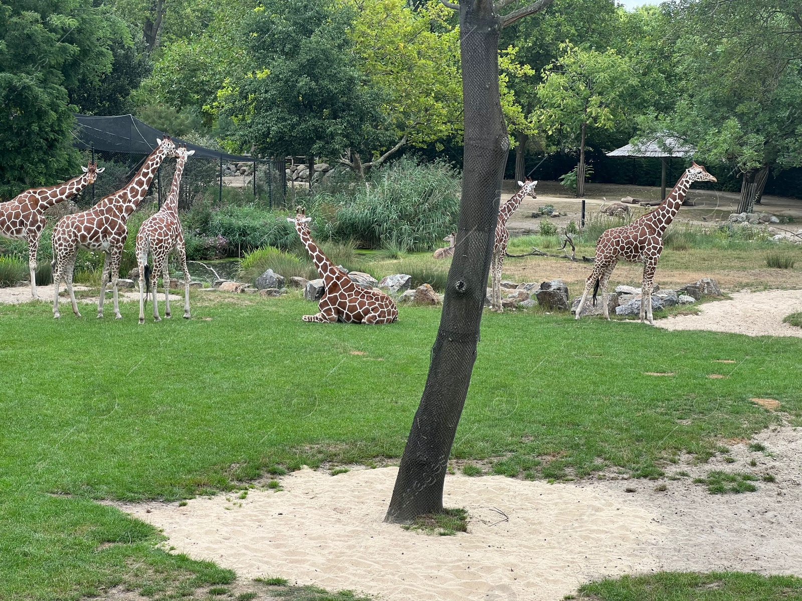 Photo of Group of beautiful giant giraffes in zoo enclosure