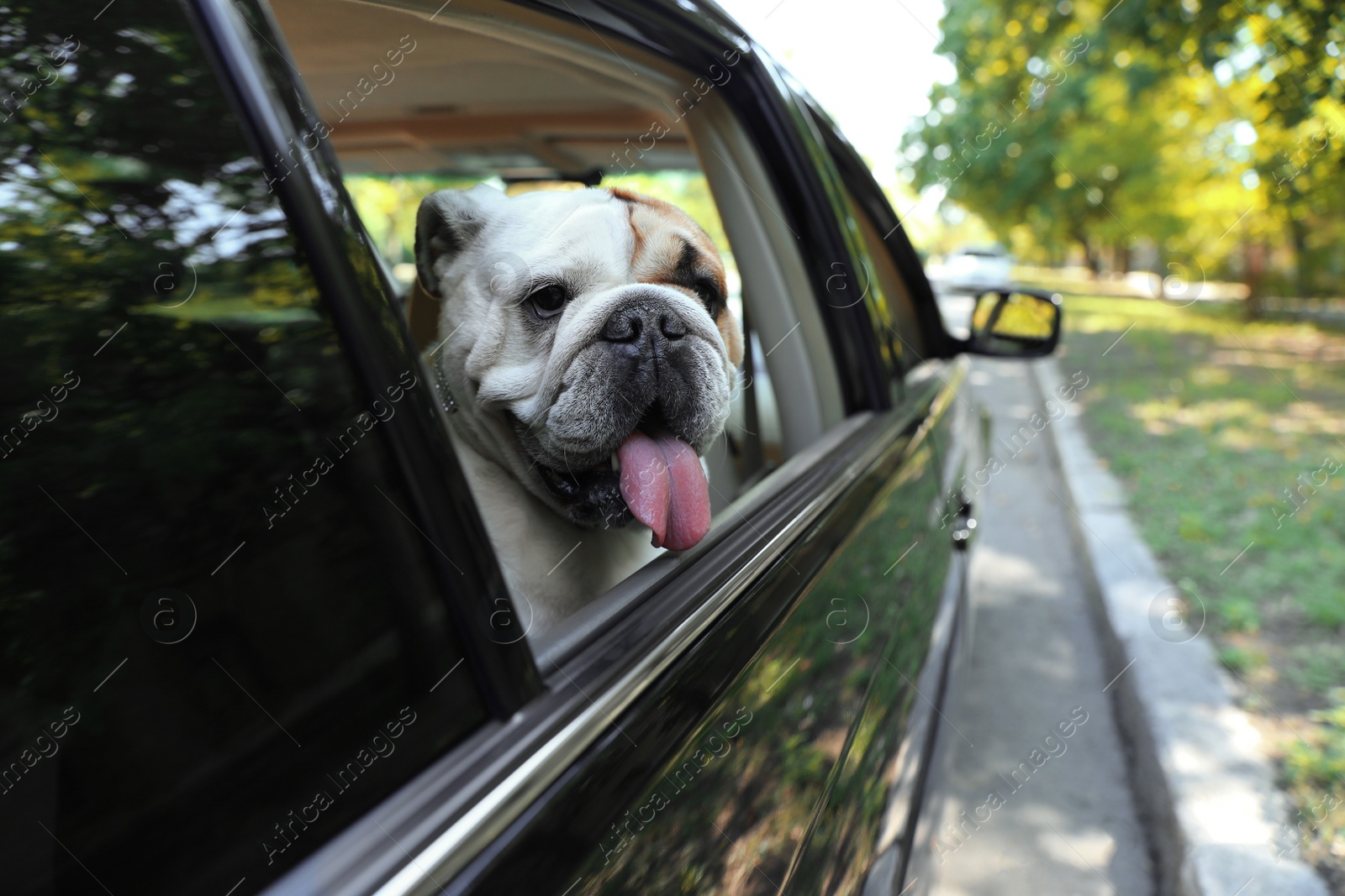 Photo of English bulldog looking out of car window