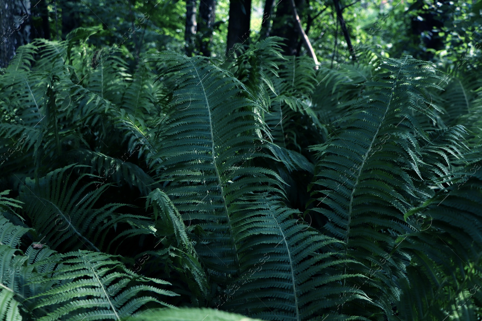 Photo of Beautiful fern with lush green leaves growing outdoors