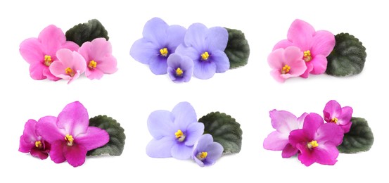 Image of Set with beautiful violet flowers on white background. Banner design