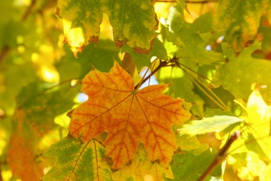 Beautiful tree with colorful leaves outdoors, closeup. Autumn season