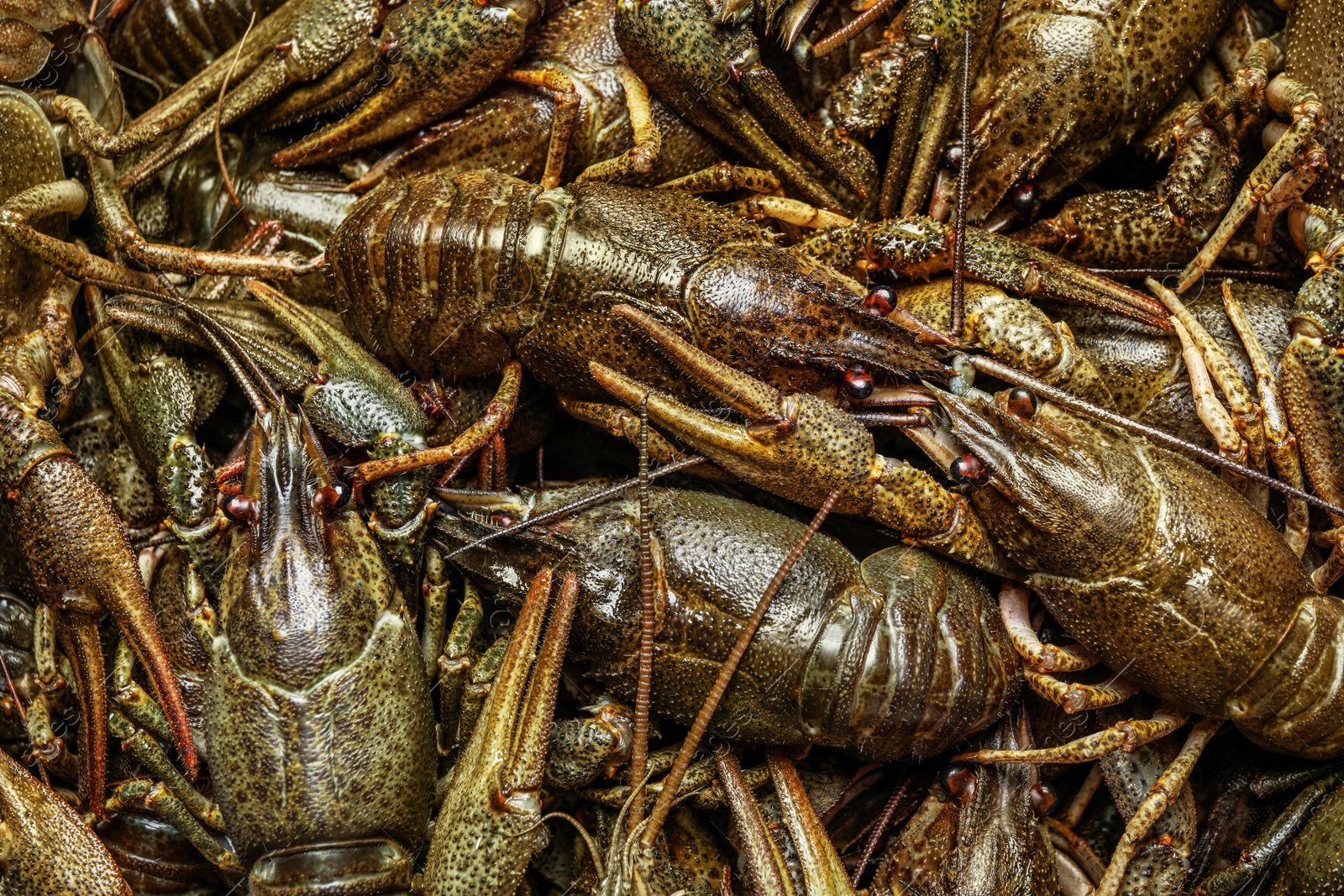 Photo of Fresh raw crayfishes as background, closeup. Healthy seafood