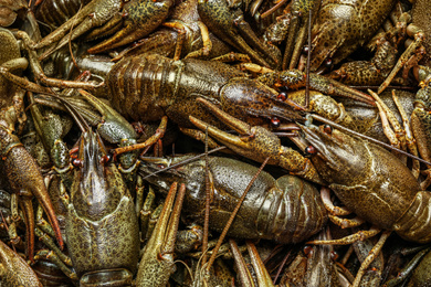 Fresh raw crayfishes as background, closeup. Healthy seafood