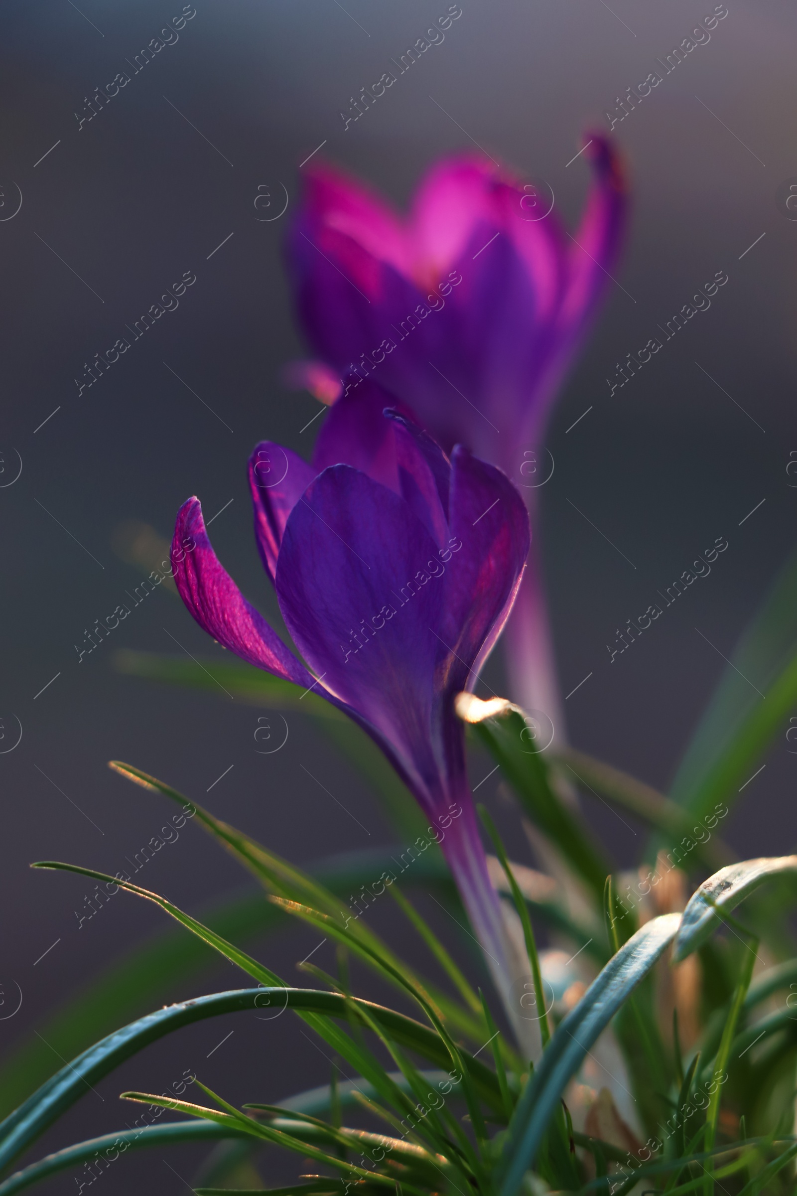 Photo of Fresh purple crocus flowers growing on dark background
