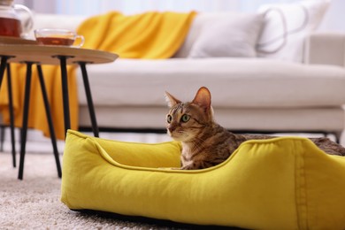 Cute Bengal cat lying on pet bed at home