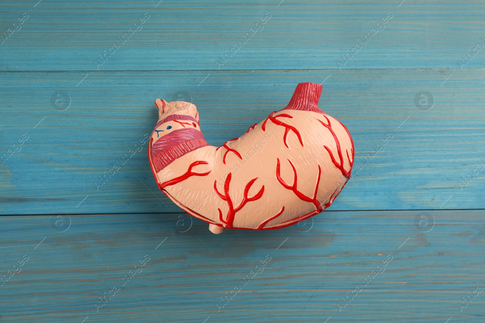 Photo of Human stomach model on light blue wooden table, top view