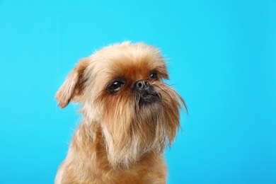 Photo of Studio portrait of funny Brussels Griffon dog on color background