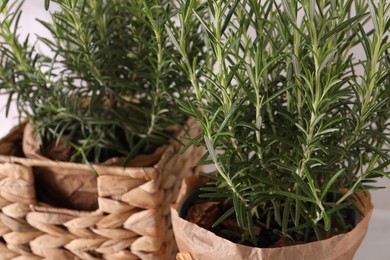 Aromatic green rosemary in pots on white background, closeup