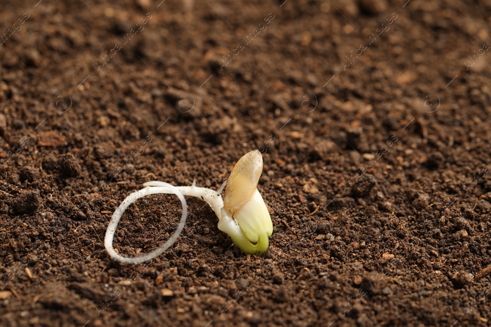 Photo of Little seedling with root on fertile soil. Space for text