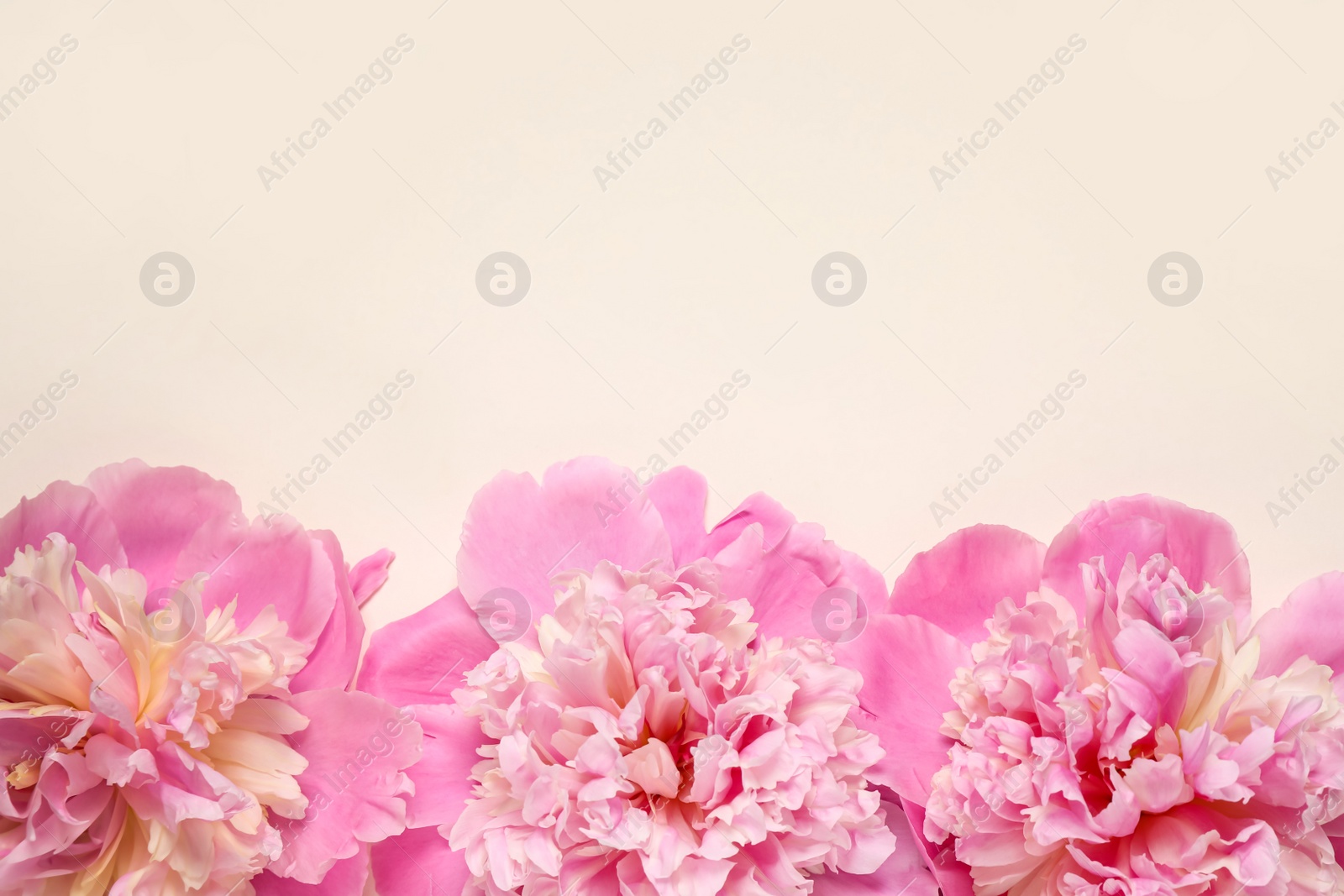 Photo of Beautiful fresh peonies on beige background, flat lay. Space for text