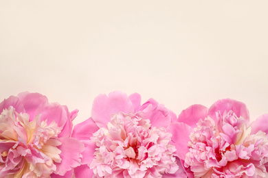 Beautiful fresh peonies on beige background, flat lay. Space for text