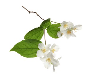 Beautiful flowers of jasmine plant with leaves on white background